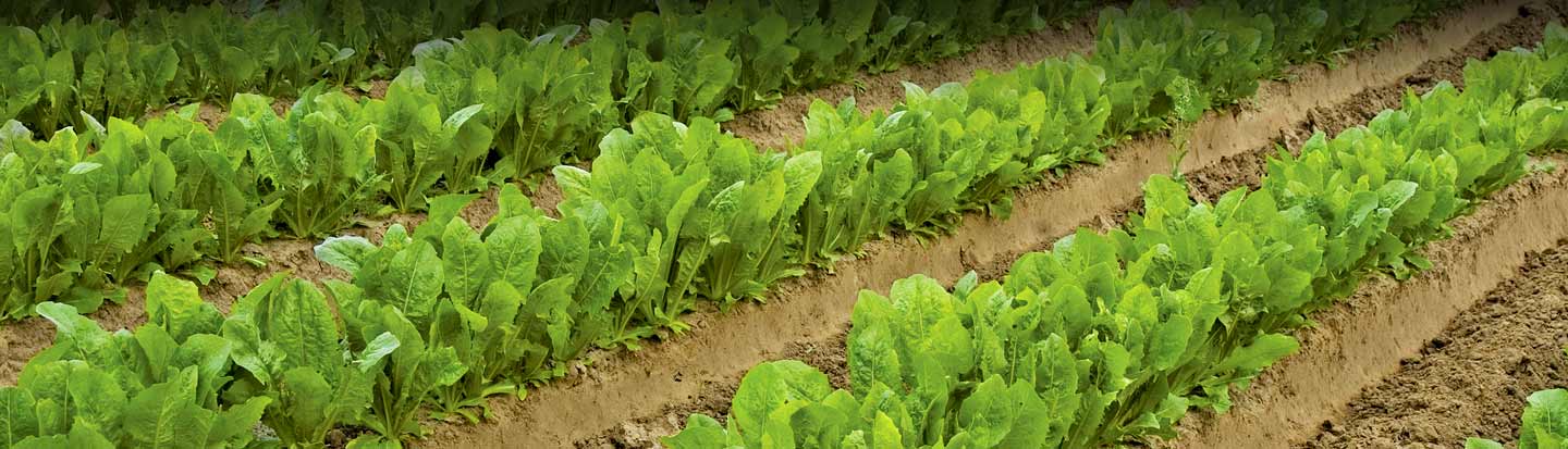 Banner Productos TerraSabvia