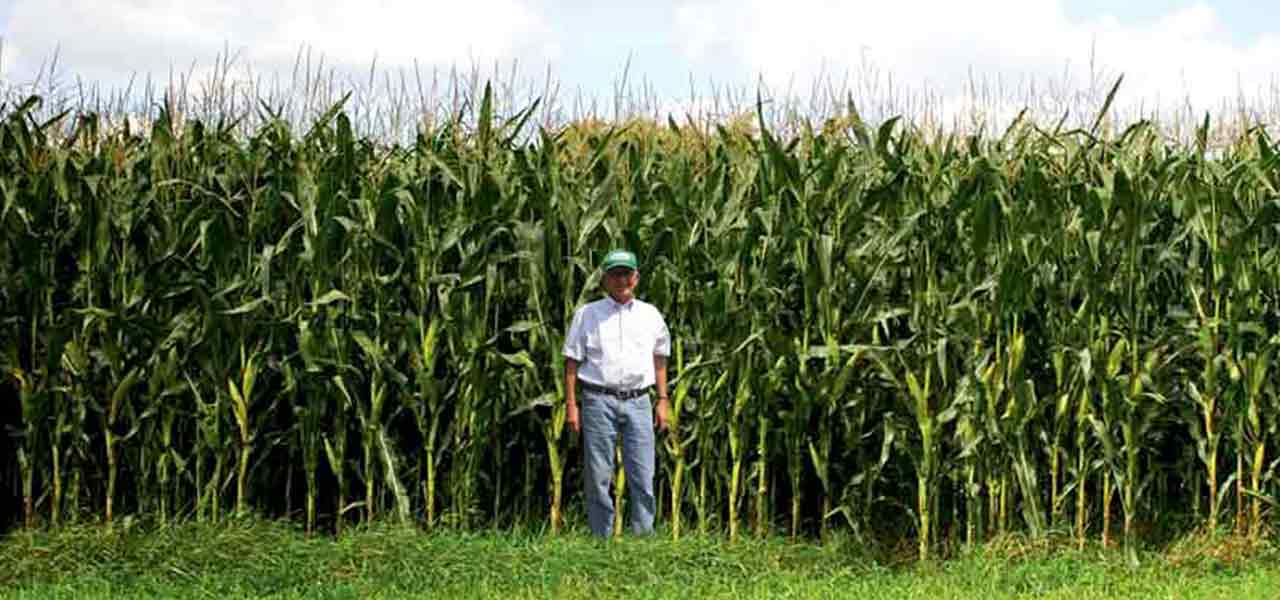 Sembrad&iacute;o de Ma&iacute;z