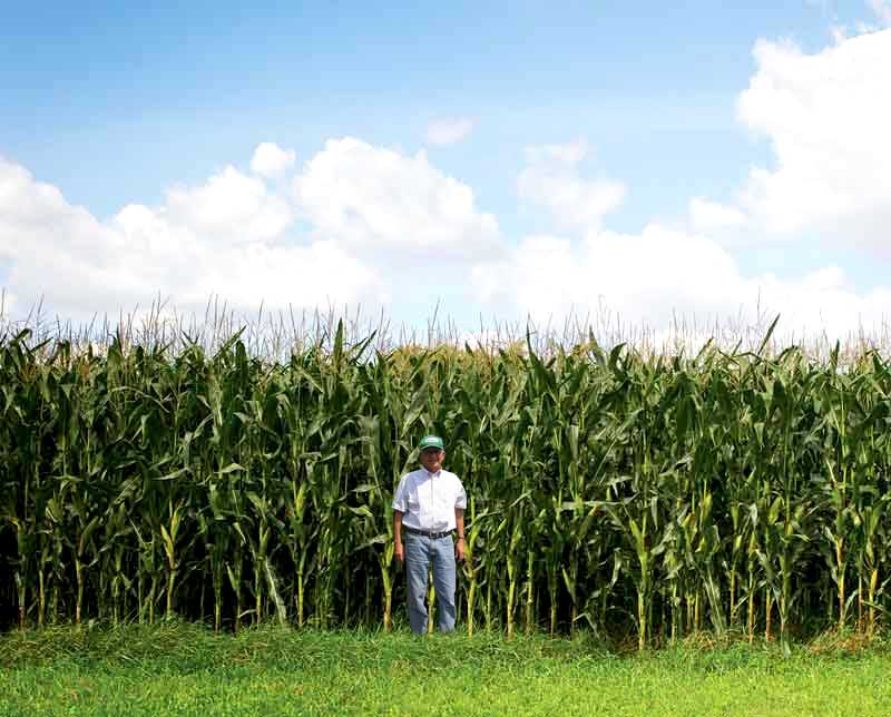 Sembrad&iacute;o de Ma&iacute;z